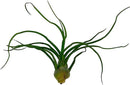 Air Plants - Flowering Tillandsia Bulbosa Guatemala, Large 3-5" - 1ct - Live Arrival Guaranteed - House Plants for Home Decor & Gift by GreenHaven Gardens