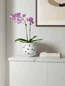 LE TAUCI Ceramic Orchid Pot, 6.5 Inch Orchid Pots with Holes, Orchid Planter for Repotting, Indoor Flower Plant Pot with Drainage and Saucer, White by GreenHaven Gardens