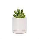 D'vine Dev 3.5 Inch Ceramic Planter Pot with Drainage Hole and Saucer, Indoor Cylinder Round Planter Pot, Oatmeal, 94-O-A-8 by GreenHaven Gardens