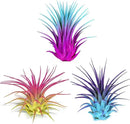 Rainbow 3 Pack, Ionantha Guatemala Tillandsia Air Plant, Live Airplant, Healthy Arrival Guaranteed, Great Indoor Plant, Home Decor & Gift by GreenHaven Gardens