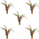 Air Plants - Tillandsia Red Capitata, Large 5-7” - 5 ct - Live Arrival Guaranteed - House Plants for Home Decor & Gift