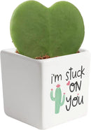 Costa Farms Hoya Heart Live Plant, Succulent-Like Houseplant in Cute Decor Plant Pot, Potting Soil, 5-Inches Tall | Valentines Day Gift | Valentines Day Decoration by GreenHaven Gardens