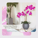 Faux Pink Orchid Plant, Premium Artificial Indoor Flower Display Stands 25-Inches with Beautiful Sculptural Blooms and Foliage That Lasts Forever, Grey Planter Pot Included by CozyNest Decor