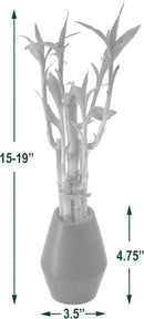 Arcadia Garden Products 5-Stem Lucky Bamboo, Live Indoor Plant in Dimension II Ceramic Planter for Home, Work, or Gift, White. ***Cannot Ship to Hawaii*** by GreenHaven Gardens