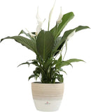 Costa Farms Spathiphyllum Peace Lily Live Indoor Plant in in Premium Scheurich Ceramic Planter, 15-Inch by GreenHaven Gardens