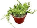 Live Succulents 'String of Bananas' (4-inch), Succulent Plants Fully Rooted in Pots with Soil, Easy-Care House Plant for DIY, Home Office Decor, Wedding Party Favor by GreenHaven Gardens