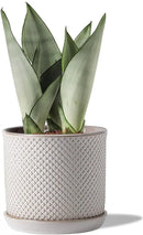 5.8 Inch Plant Pots: Ceramic Planter with Drainage Hole & Saucer - Flowerpot for Indoor & Outdoor Plants - Beaded Embossed Design White - with Separate Tray by GreenHaven Gardens