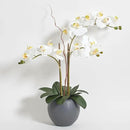 Faux White Orchid Plant, Premium Artificial Indoor Flower Display Stands 25-Inches with Beautiful Sculptural Blooms and Foliage That Lasts Forever, Grey Planter Pot Included by CozyNest Decor