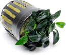 Anubias Live Aquarium Plants - Potted Freshwater Plant for Fish Tanks, Terrariums - Beginner Friendly Low Light (Jungle Star, 1 Pot) by GreenHaven Gardens