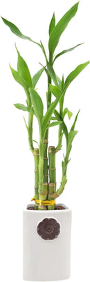 5-Stem Lucky Bamboo, Live Indoor Plant in Contour II Ceramic Planter for Home, Work, or Gift, White ***Cannot Ship to Hawaii*** by GreenHaven Gardens