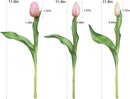 15pcs Artificial Tulips Flowers, Fake Tulips Real Touch, Faux Latex Bouquets, for Party Wedding Home Room Decoration (Pink) by CozyNest Decor