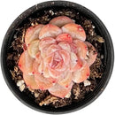2" Rare Succulent Echeveria 'ICY Lau i' Sugar Heart, Live Succulents Plants Fully Rooted in Grower Pots, Unique Gift for Wedding Favor, Party Favor by GreenHaven Gardens