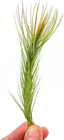 Air Plants - Tillandsia Funckiana Hybrid, Large 5-7" - 2ct - Live Arrival Guaranteed - House Plants for Home Decor & Gift by GreenHaven Gardens