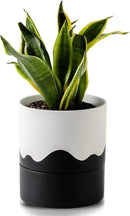 Nihow Self Watering Plant Pot: 6 Inch Ceramic Planter with Drainage Hole & Water Storage Plus for Indoor & Outdoor Plants - Cylinder Round Flower Pot for Succulent/Herbs/Violets - White & Wave Black by CozyNest Decor