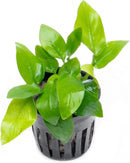 Anubias Live Aquarium Plants - Potted Freshwater Plant for Fish Tanks, Terrariums - Beginner Friendly Low Light (Nana Golden, 5 Pots) by GreenHaven Gardens