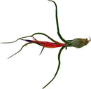 Air Plants - Elsker Gift Box - Large 4" - 5ct - Live Arrival Guaranteed - House Plants for Home Decor & Gift by GreenHaven Gardens