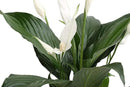 Costa Farms Spathiphyllum Peace Lily Live Indoor Plant in in Premium Scheurich Ceramic Planter, 15-Inch by GreenHaven Gardens