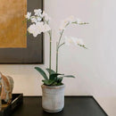 Faux White Orchid Plant, Premium Artificial Indoor Flower Display Stands 24”, Beautiful Sculptural Blooms That Lasts Forever, Grey Planter Pot Included by CozyNest Decor