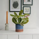 6 Inch Plant Pots, Ceramic Planter Pot with Drainage Hole & Saucer, Indoor/Outdoor Cylinder Round Planter Pot, Aqua Blue & Terracotta Red by GreenHaven Gardens