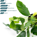 Live Jungle Plants - Anubias Nana Paxing (Anubias barteri) - Low Light Foreground to Midground Aquatic Rhizome Plant, Epiphytic Growth, Green Foliage - Pot by GreenHaven Gardens