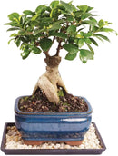 Brussel's Bonsai Live Ginseng Grafted Ficus Indoor Bonsai Tree - Small, 4 Years, 6 to 8 In - Live Bonsai Tree in Ceramic Bonsai Pot and Humidity Tray by GreenHaven Gardens