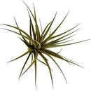 Air Plants - Flowering Tillandsia Stricta Large 5" - 5ct - Live Arrival Guaranteed - House Plants for Home Decor & Gift by GreenHaven Gardens