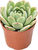 4-inch Succulent Echeveria 'Suryeon', Live Succulents Plants Fully Rooted in Pots with Soil, Easy-Care House Plants for DIY, Home Office Decoration by GreenHaven Gardens