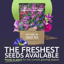 Sweet Pea Seeds Royal Mix - Bulk 1/4 Pound Bag - Over 1,400 Seeds - Large Fragrant Lavender, Purple, Red, Pink and White Blooms by GreenHaven Gardens