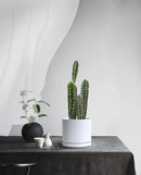 Aveyas 8 inch Ceramic Plant Pot with Drainage Hole and Saucer - Suitable for Indoor and Outdoor Use, Modern Planters for House Garden Flower Tree Snake Monstera Plants (8", Glossy White) by GreenHaven Gardens