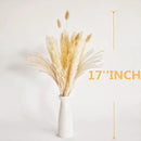 Natural Dried Pampas Grass Decor, Beige Pampas Grass, Bunny Tails Dried Flowers, Reed Grass Bouquet for Wedding Boho Flowers Home Table Decor, Rustic Farmhouse Party (100 in Total ) by CozyNest Decor