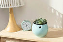 rePotme Slow Release Succulent & Cactus Food | Feed ME! Time Release Fertilizer (11-10-11) | Feed Your Plants Automatically, Apply Once Every 6 Months by GreenHaven Gardens