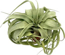 Air Plants - Tillandsia Xerographica, Large 5-7” - 10ct - Live Arrival Gauranteed - House Plants for Home Decor & Gift by GreenHaven Gardens