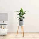 Uneedem Wood Mid Century Plant Stand for Indoor Plants, Modern Table, Tall Holder for Flower Pots, Small Round Side/End Table(A2 White, High: 16.5") by GreenHaven Gardens