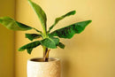 Banana Tree Potting Soil - All-Natural Blend for Thriving Banana Trees - Promotes Deep Root Penetration and Optimal Nutrient Uptake (10 Quart) by GreenHaven Gardens