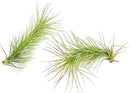 Air Plants - Tillandsia Funckiana, Large 5" - 1ct - Live Arrival Guaranteed - House Plants for Home Decor & Gift by GreenHaven Gardens