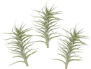 Live Air Plants - Tillandsia Albida 7-12" - 3ct – ragnaroc Live Indoor Plant - Live Arrival Guaranteed - House Plants for Home Decor & Gift by GreenHaven Gardens