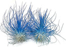 Thin Air Plant, Guatemala Tillandsia Live Airplant, Healthy Arrival Guaranteed, Great Indoor Plant, Home Decor & Gift (2 Blue) by GreenHaven Gardens