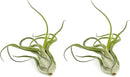 Air Plants - Flowering Tillandsia Caput Medusae, Large 5-7" - 2ct - Live Arrival Guaranteed - House Plants for Home Decor & Gift by GreenHaven Gardens