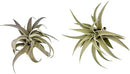 Air Plants - Flowering Tillandsia Harrisii, Large 3-5" - 2ct - Live Arrival Guaranteed - House Plants for Home Decor & Gift by GreenHaven Gardens