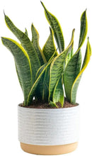 Costa Farms Snake, Sansevieria White-Natural Decor Planter Live Indoor Plant, 12-Inch Tall, Grower's Choice, Green, Yellow by GreenHaven Gardens