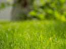 Brownie Brand Majestic Hulled Bermudagrass Seed | Premium Turf Grass for Dense, Drought-Resistant Lawns | Fast-Growing, Heat-Tolerant, Certified Seed for High-Traffic Areas. (5 Pound) by GreenHaven Gardens
