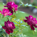 Heirloom Roses Rose Plant - Burgundy Iceberg™ Purple Rose Bush, Shrub Live Plant for Planting Outdoors by GreenHaven Gardens