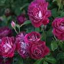 Heirloom Roses Rose Plant - Burgundy Iceberg™ Purple Rose Bush, Shrub Live Plant for Planting Outdoors by GreenHaven Gardens