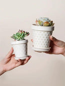 LE TAUCI Ceramic Succulent Pots, 3 Inch Mini Flower Pots for Indoor Plant Cactus, Embossed Small Plant Pot with Drainage Hole & Saucer, Home Decor - Set of 4, Arctic White by GreenHaven Gardens
