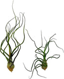 Air Plants - Flowering Tillandsia Bulbosa Guatemala, Large 3-5" - 2ct - Live Arrival Guaranteed - House Plants for Home Decor & Gift by GreenHaven Gardens