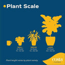 Costa Farms Money Tree, Small Easy to Grow Live Indoor Plant, Live Houseplant in Indoor Plant Pot, Bonsai Potted in Potting Soil, Birthday, Housewarming, Tabletop and Office Home Decor, 10-Inches Tall by GreenHaven Gardens