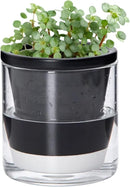 D'vine Dev 4 Inch Design Self Watering Planter for Indoor Plants, Black Terracotta Pot with Cylinder Glass Cup, 37-X-A-3 by GreenHaven Gardens