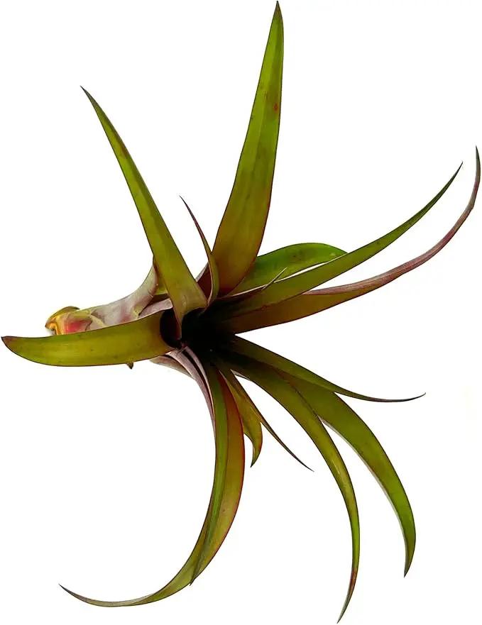 Air Plants - Tillandsia Red Capitata, Large 5-7” - 3 ct - Live Arrival Guaranteed - House Plants for Home Decor & Gift, photo 2 of 5