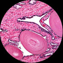AmScope B100-3M Digital Compound Binocular Microscope, 40X-1000X Magnification, Brightfield, Tungsten Illumination, Abbe Condenser, Plain Stage, Includes 3MP Camera with Reduction Lens and Software by TinyTreasures Baby Boutique