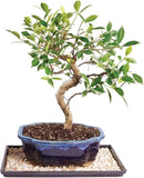 Brussel's Bonsai Live Golden Gate Ficus Indoor Bonsai Tree - Medium, 7 Years, 8 to 16 In - Live Bonsai Tree in Ceramic Bonsai Pot and Humidity Tray by GreenHaven Gardens